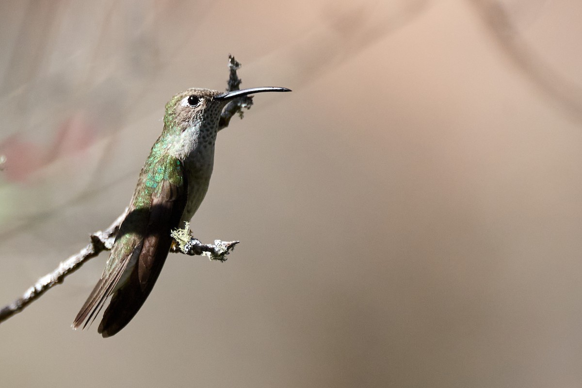 Colibrí de Taczanowski - ML620615014