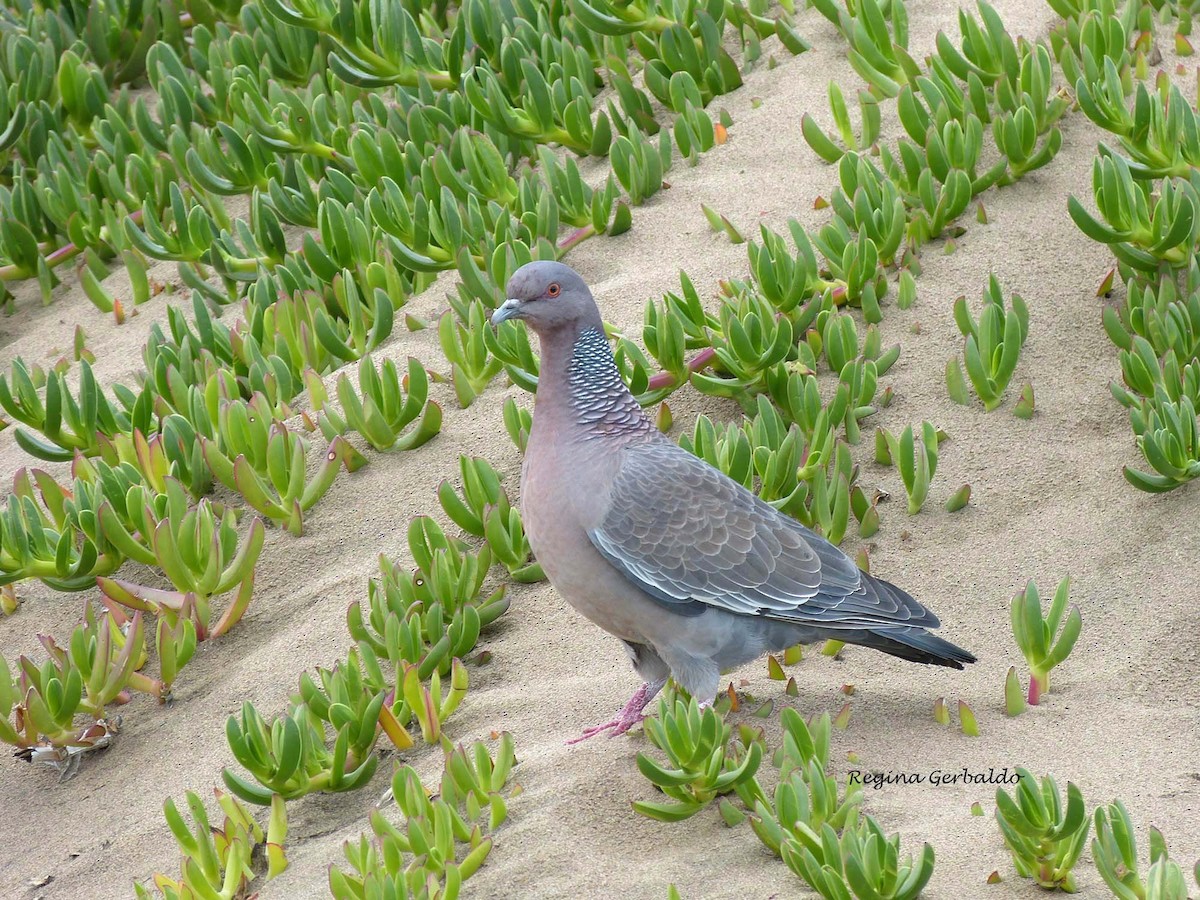 Picazuro Pigeon - ML620615016