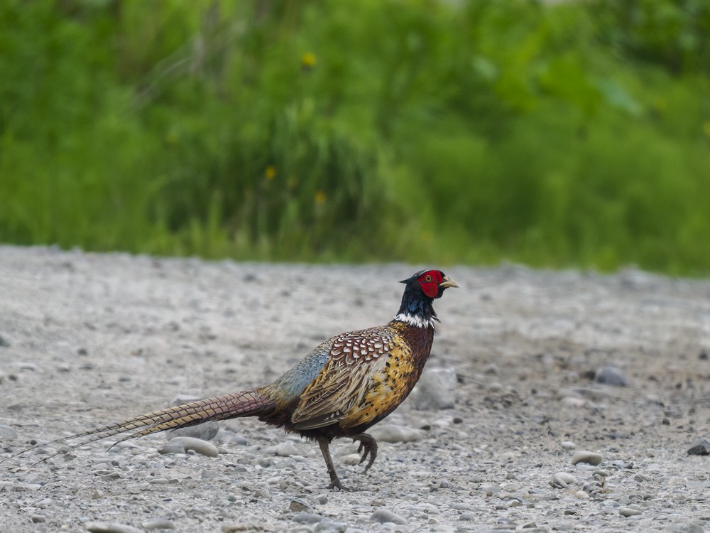 Ring-necked Pheasant - Eleanor H Sarren