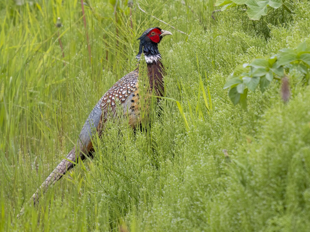 Ring-necked Pheasant - ML620615021