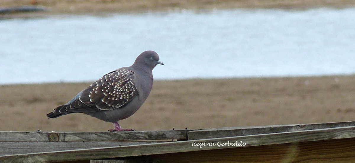 Spot-winged Pigeon - ML620615023