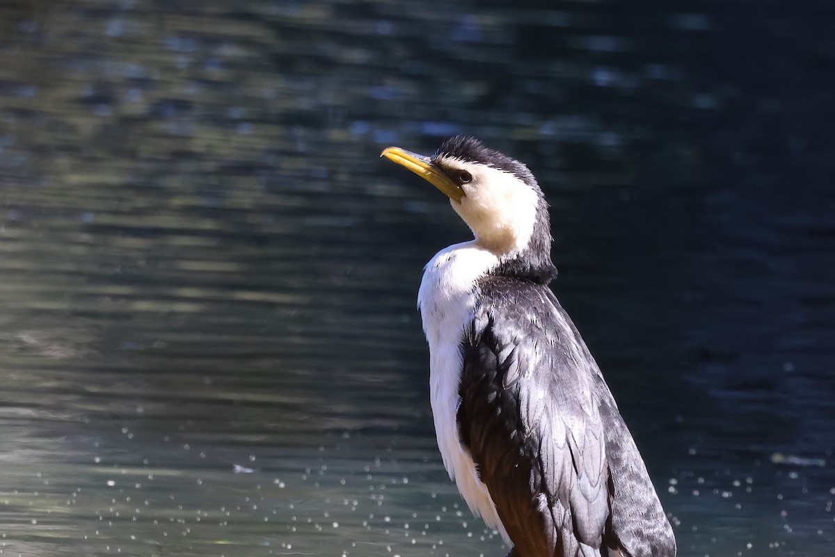 Little Pied Cormorant - ML620615026