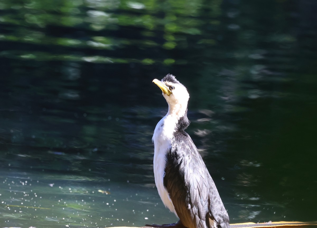 Little Pied Cormorant - ML620615027