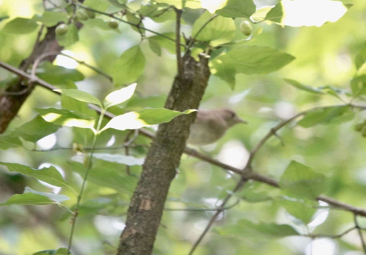 Common Chiffchaff - ML620615028