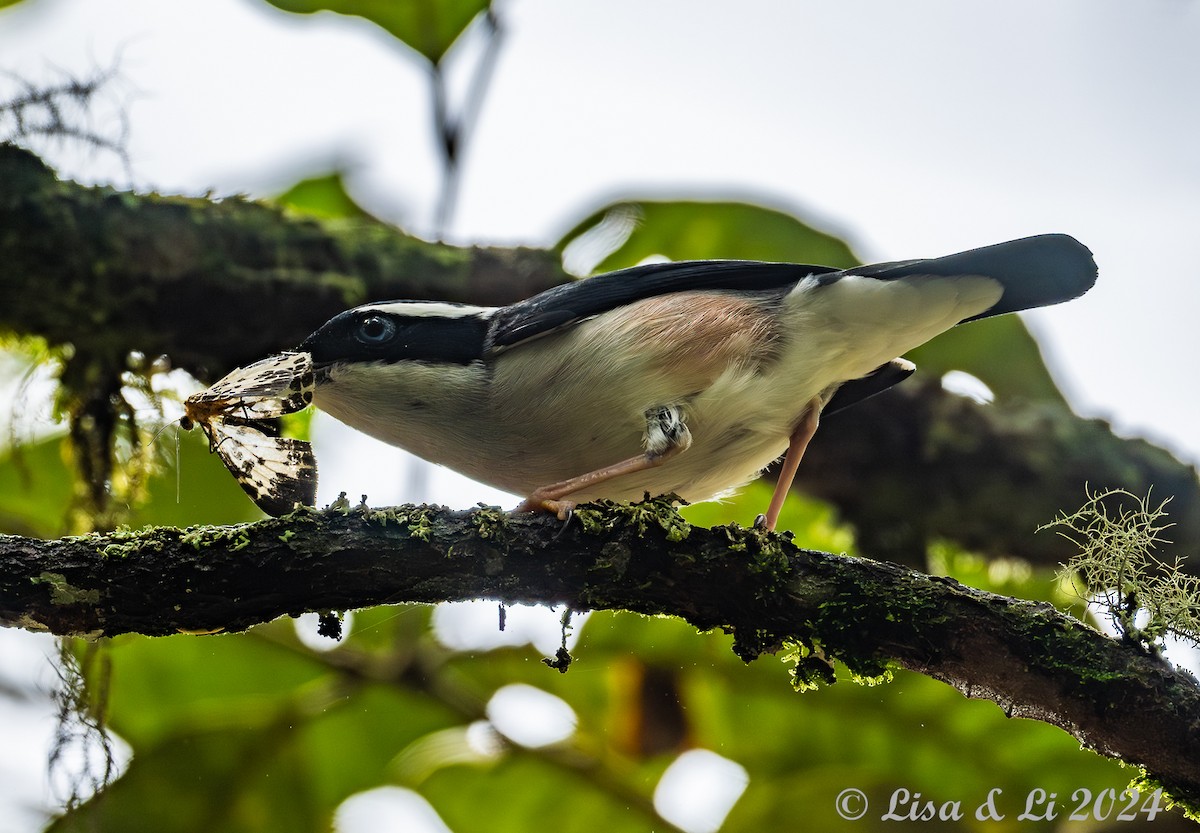 White-browed Shrike-Babbler (Blyth's) - ML620615031