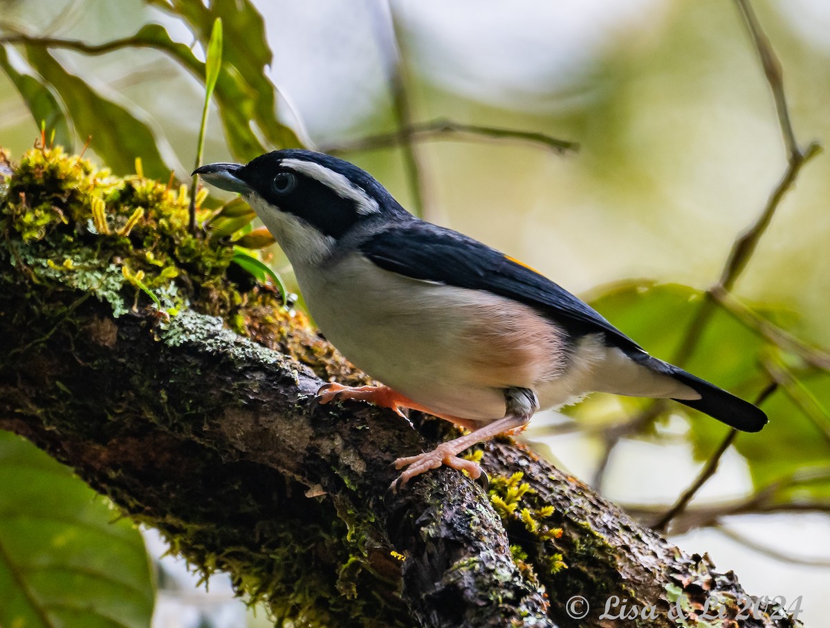 White-browed Shrike-Babbler (Blyth's) - ML620615034