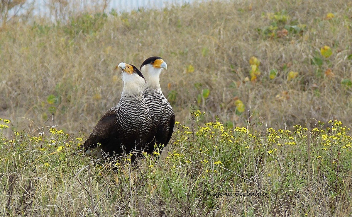 Crested Caracara - ML620615036