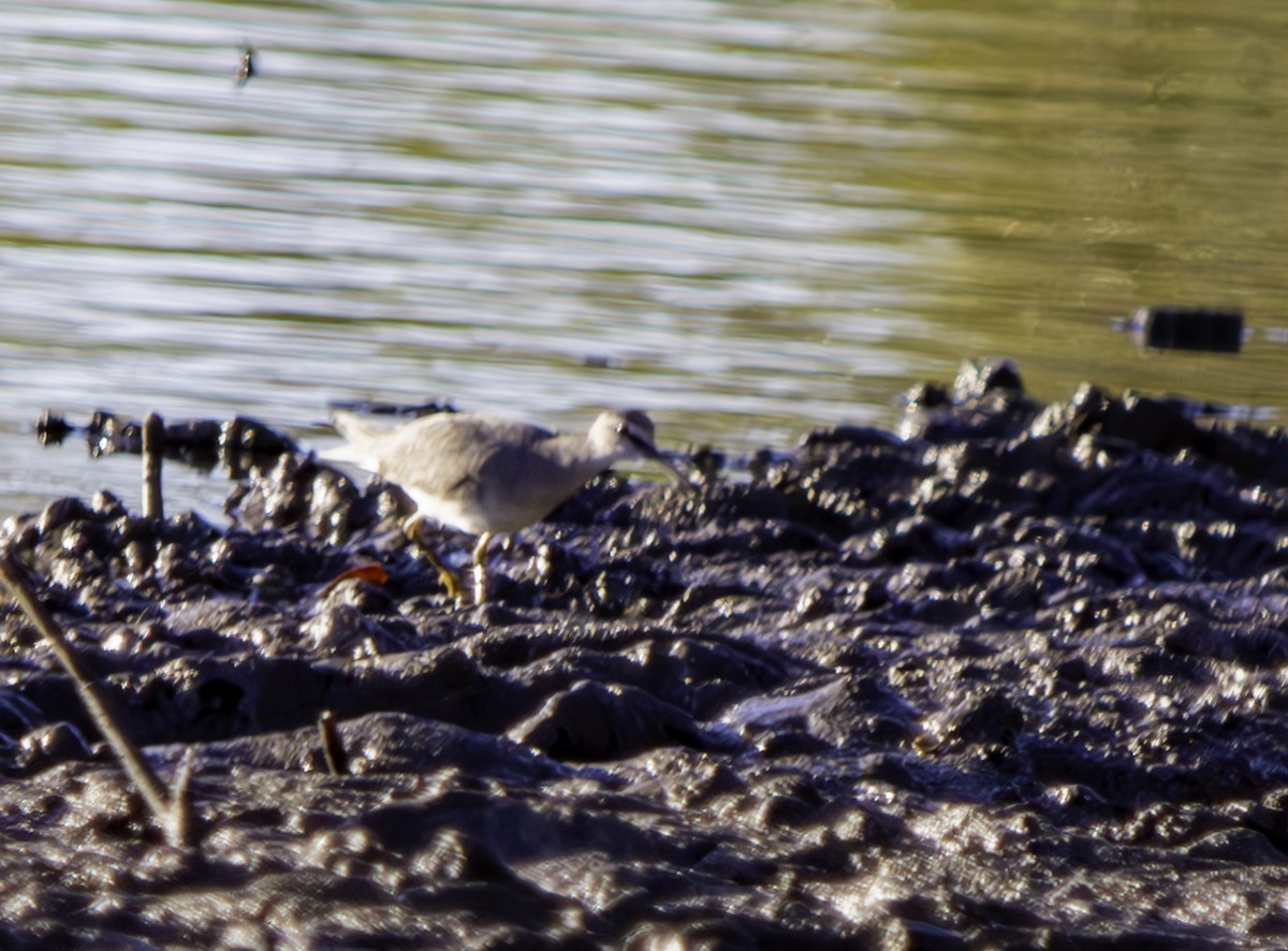 Gray-tailed Tattler - ML620615037