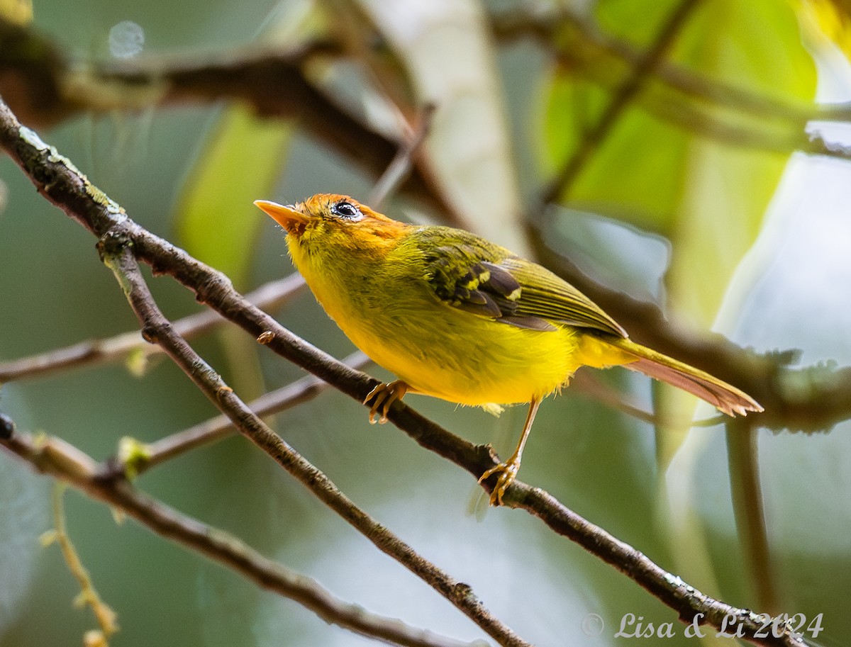 Yellow-breasted Warbler - ML620615038