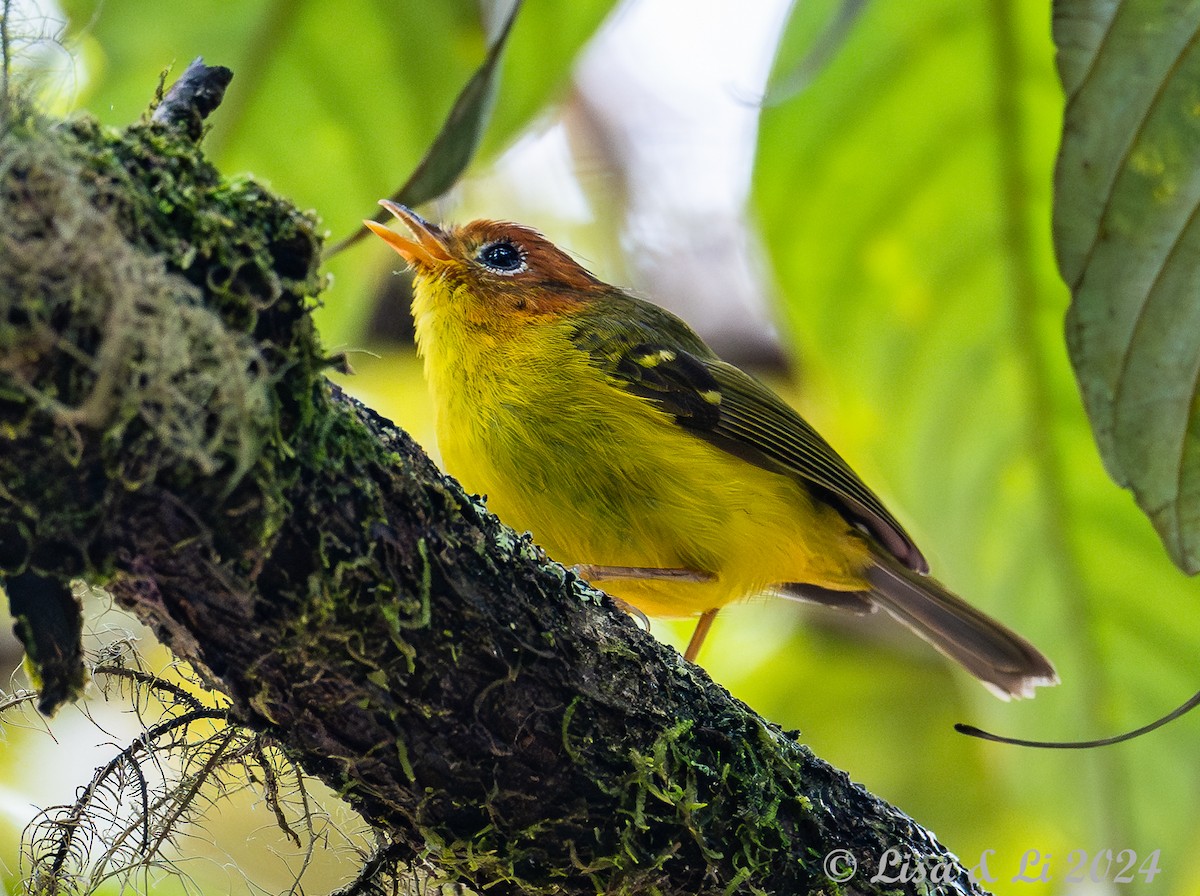 Yellow-breasted Warbler - ML620615040