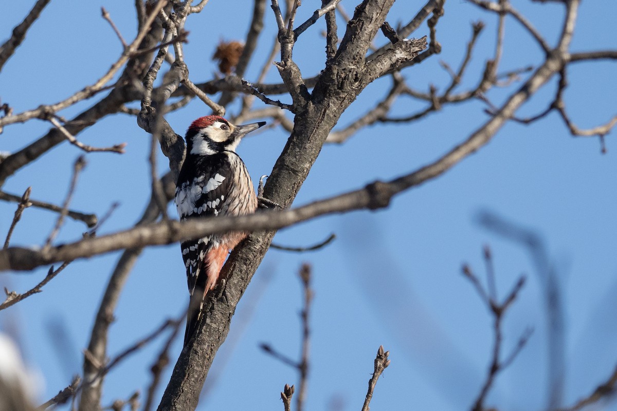 White-backed Woodpecker - ML620615044