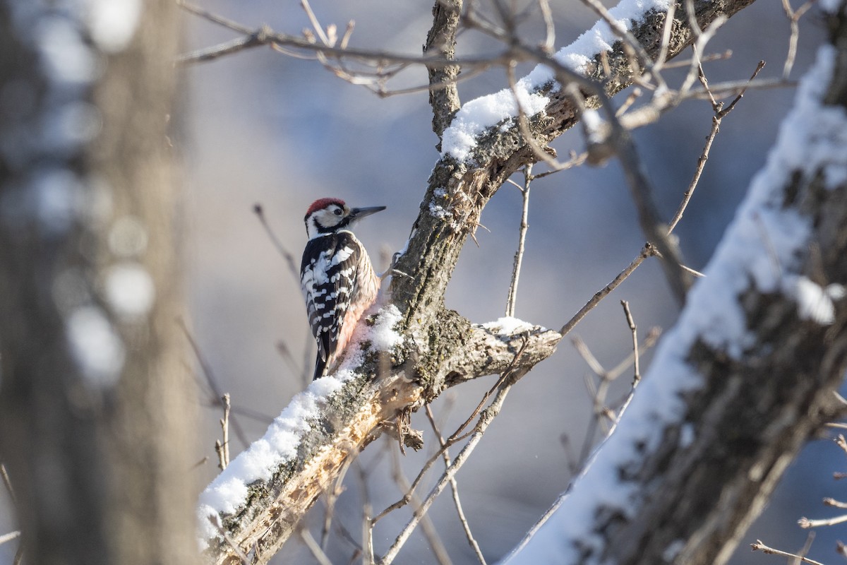 White-backed Woodpecker - ML620615045