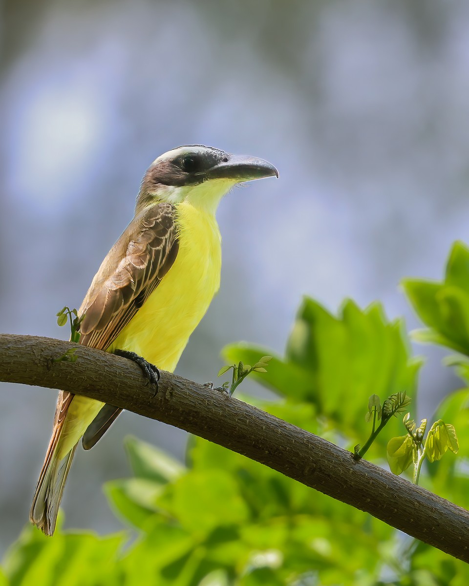 Boat-billed Flycatcher - ML620615046