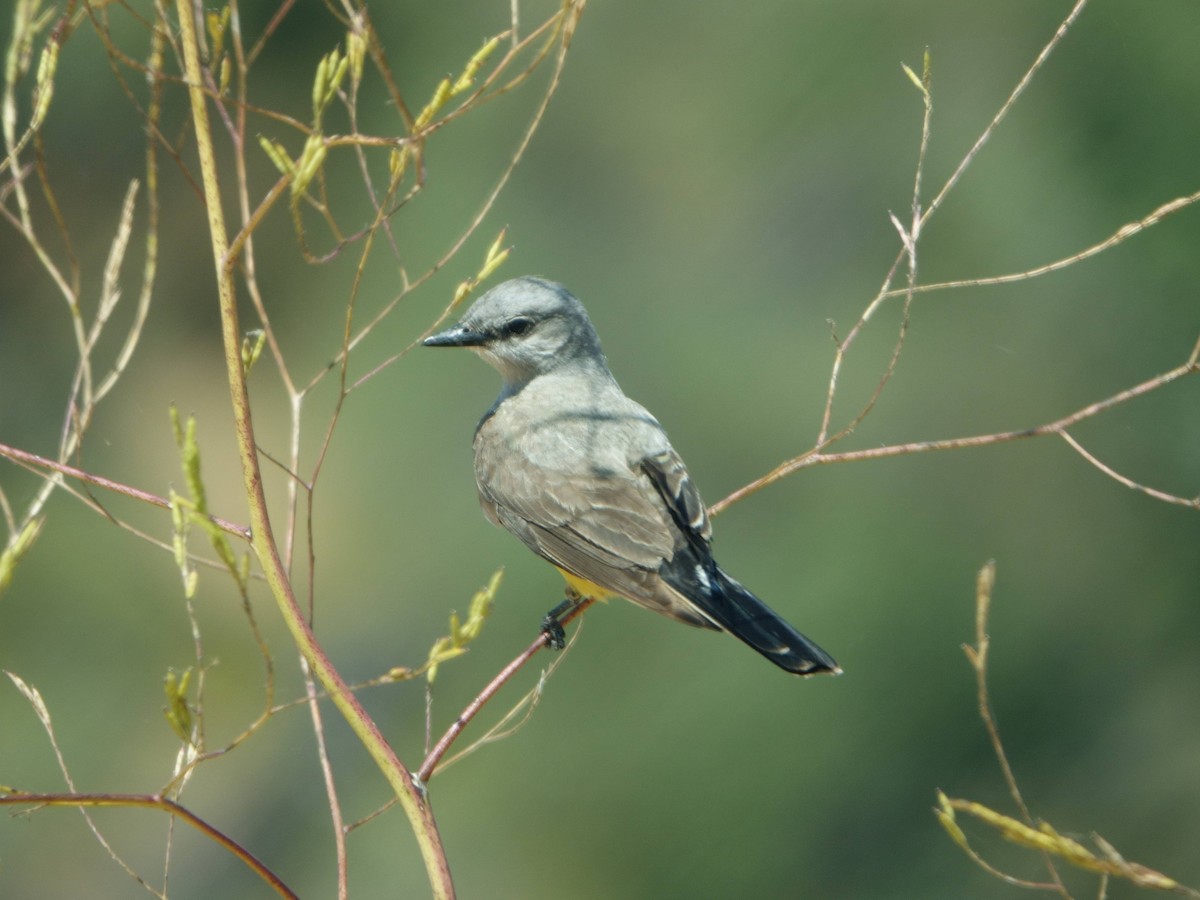 Schmalschnabel-Königstyrann - ML620615047