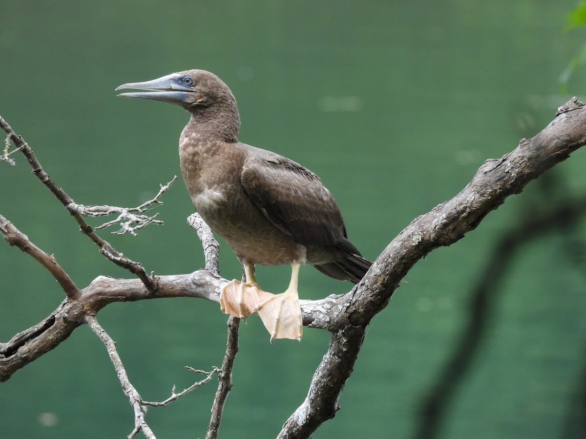 Brown Booby - ML620615048