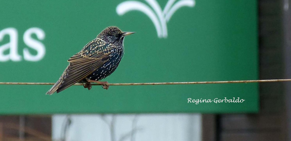 European Starling - ML620615049