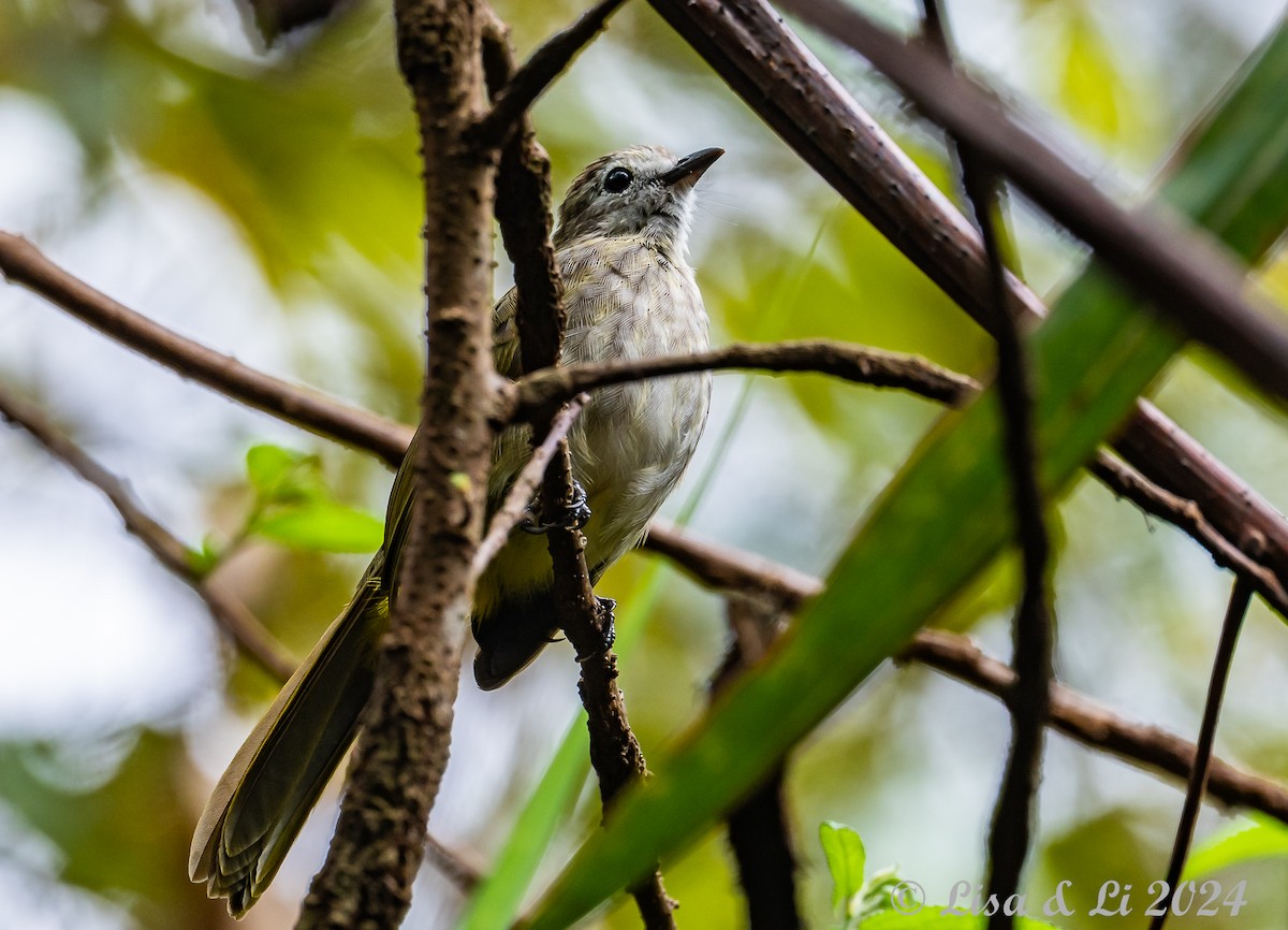 Pale-faced Bulbul - ML620615052