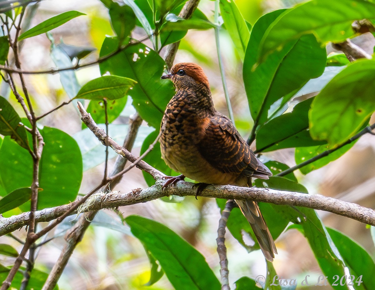 Little Cuckoo-Dove - ML620615053