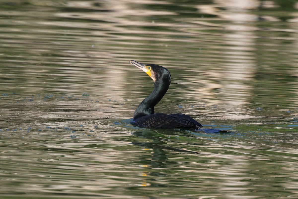 Great Cormorant - ML620615064