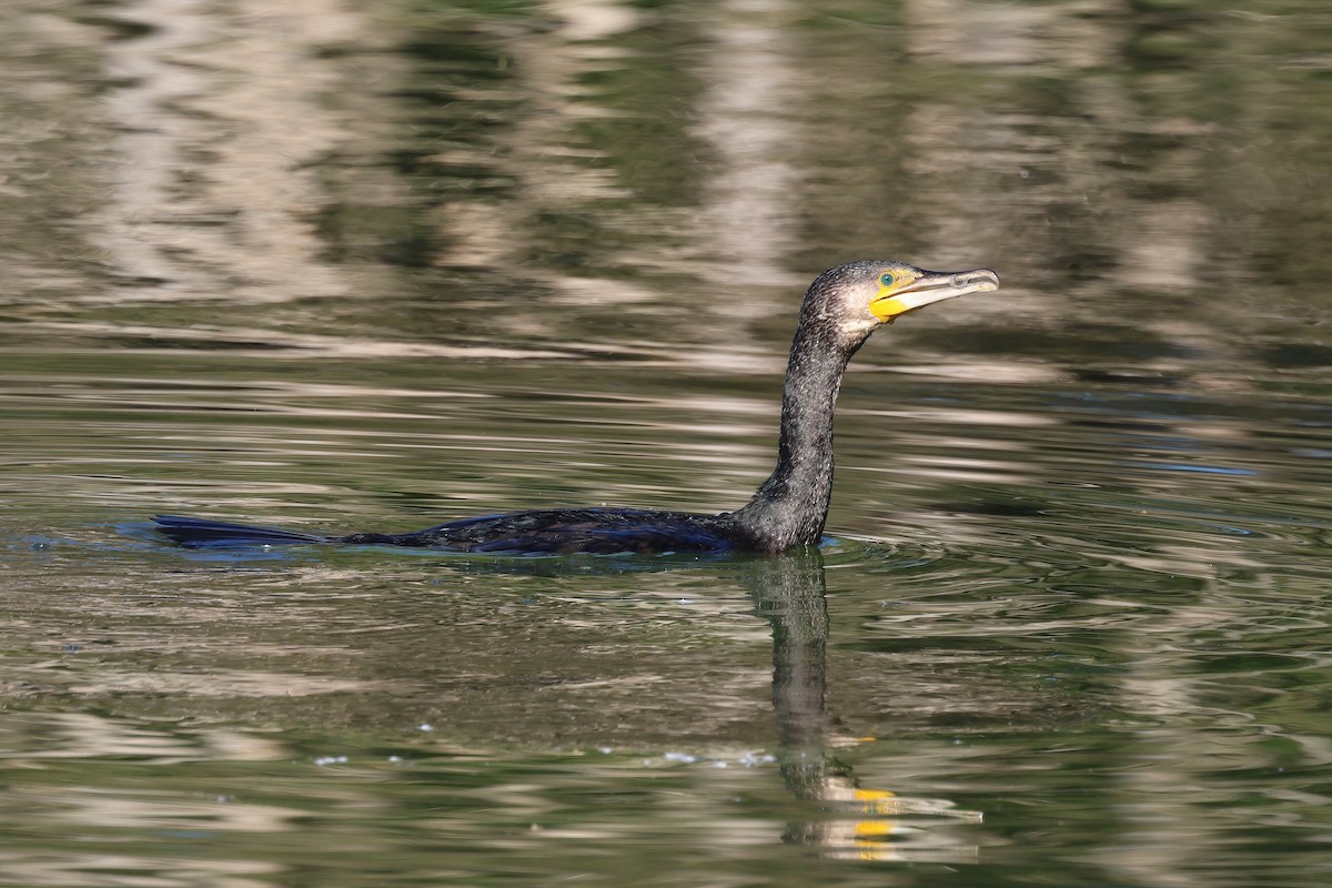 Great Cormorant - ML620615065