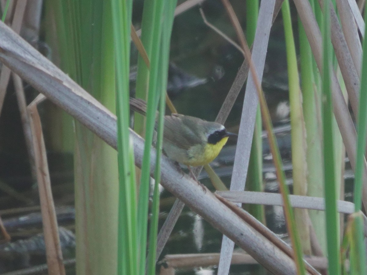 Common Yellowthroat - ML620615066