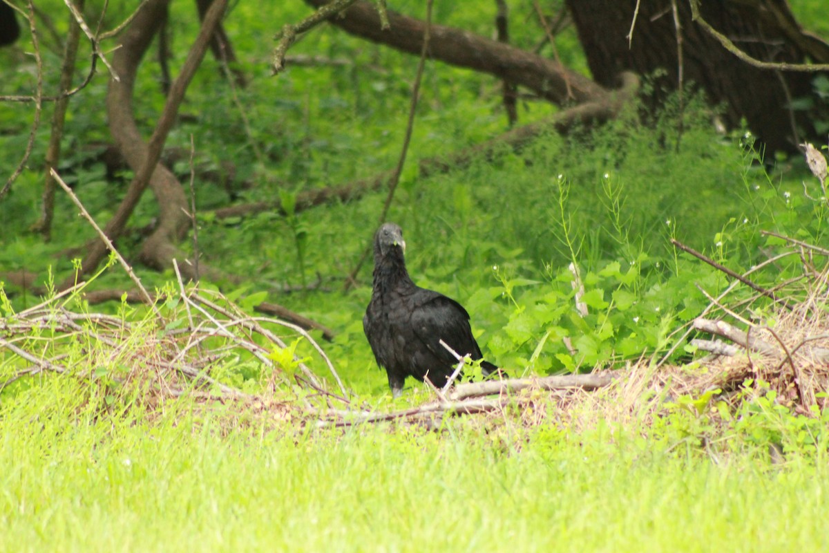 Black Vulture - ML620615068