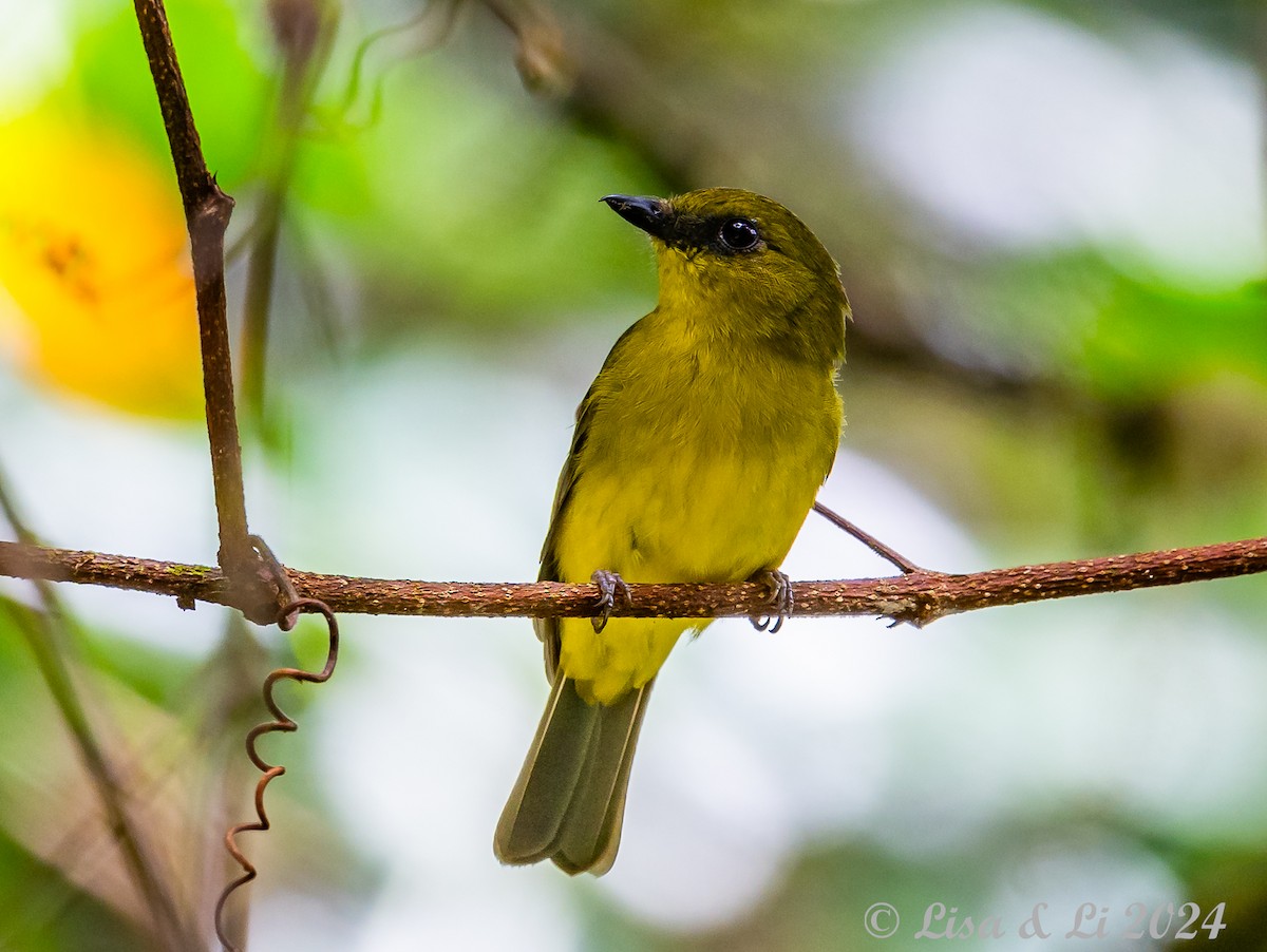 Bornean Whistler - ML620615071