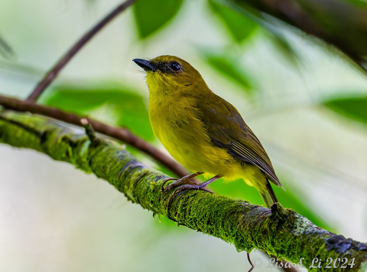 Borneo Islıkçısı - ML620615073