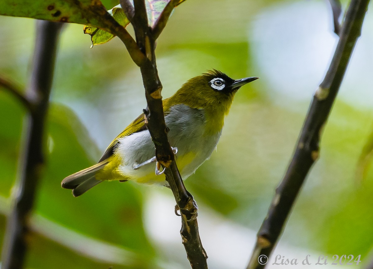 Black-capped White-eye - ML620615079