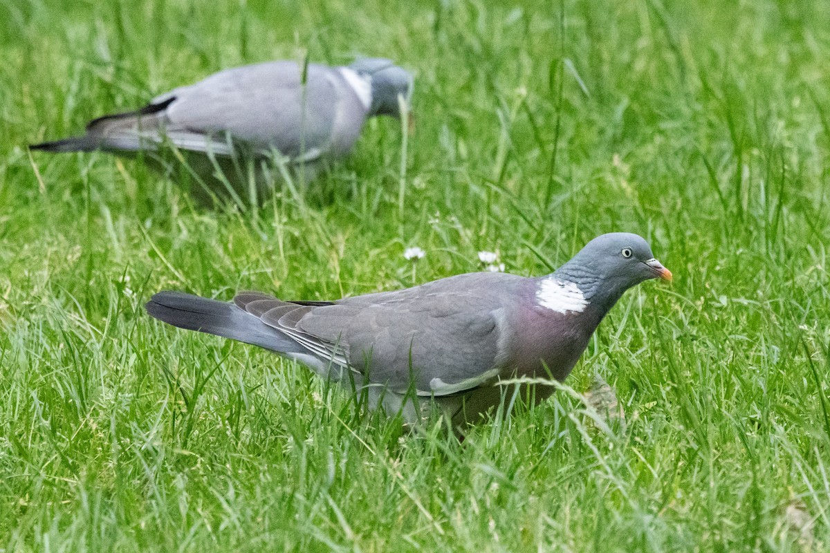 Common Wood-Pigeon - ML620615081