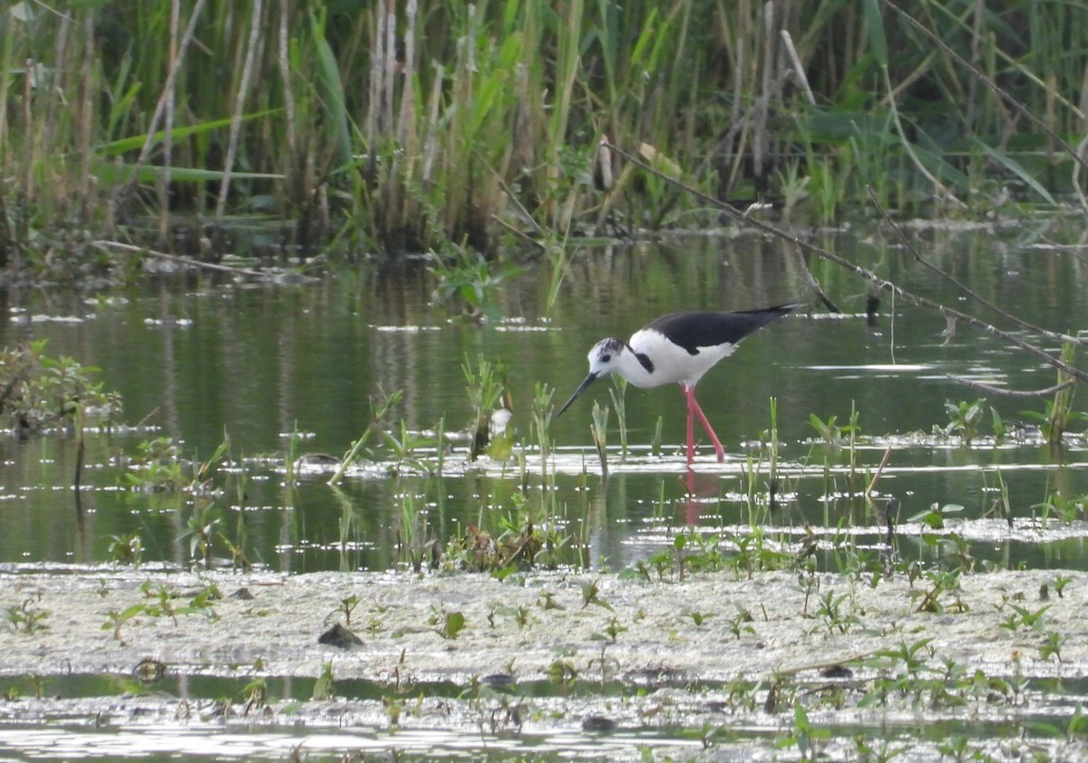 Black-winged Stilt - ML620615083