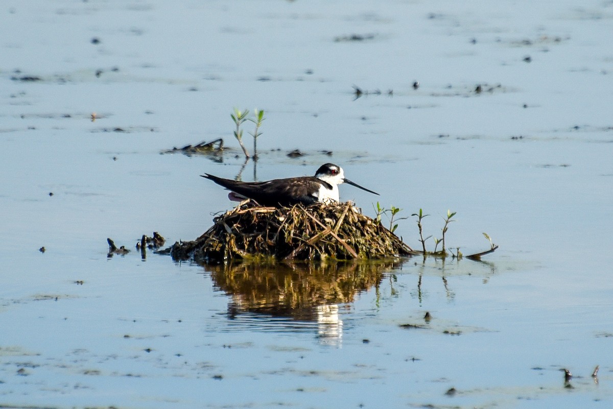 Black-necked Stilt - ML620615089