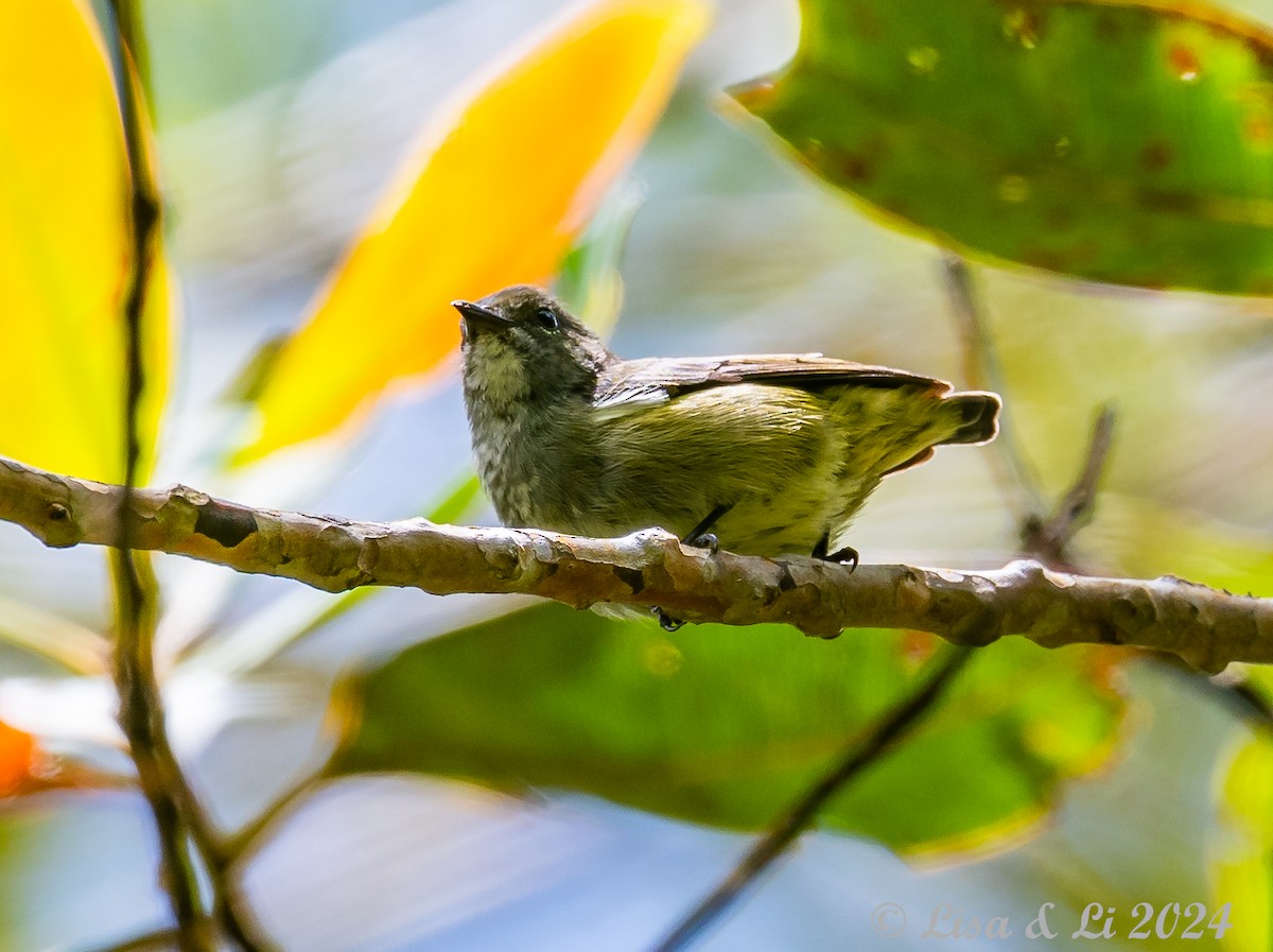 Black-sided Flowerpecker - ML620615094