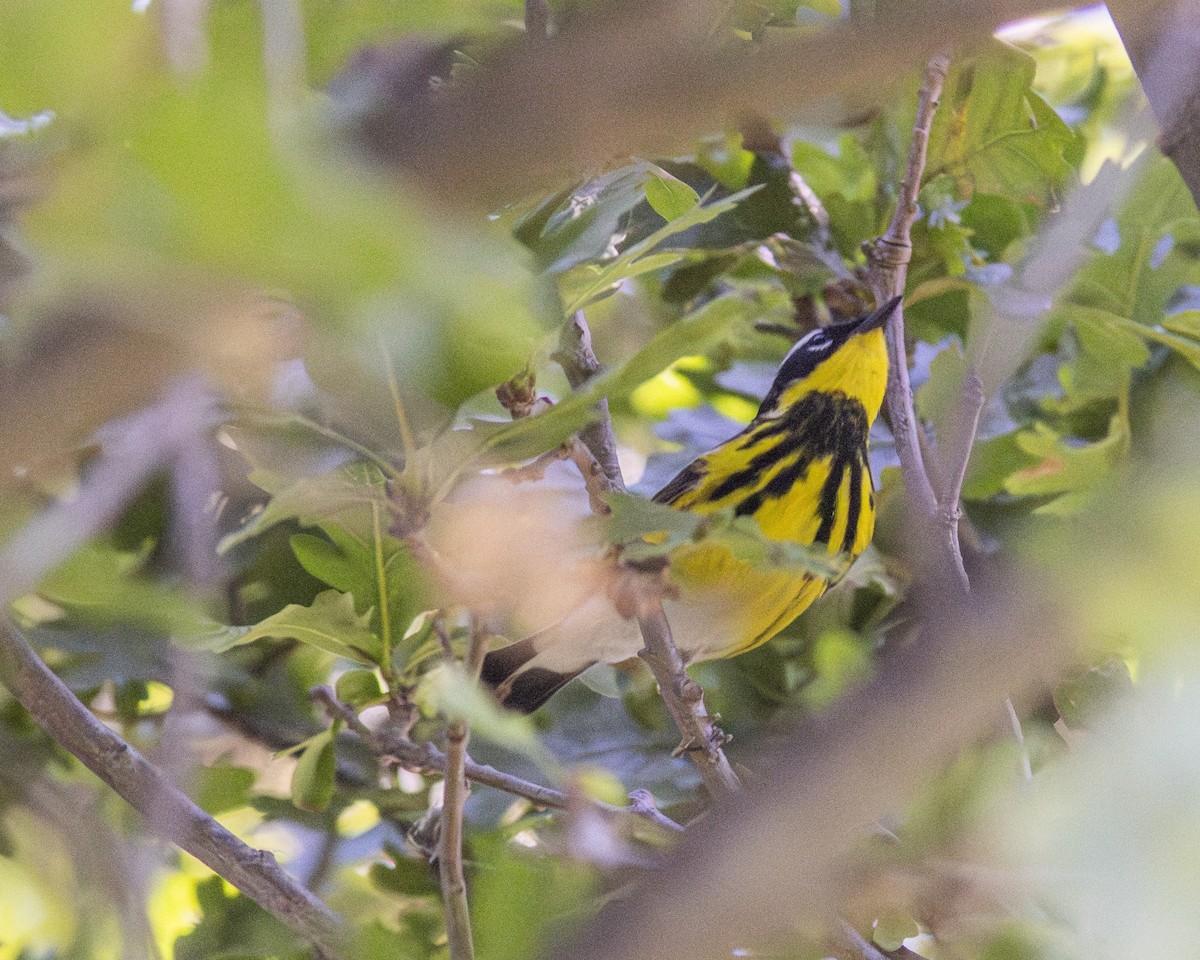 Magnolia Warbler - ML620615095