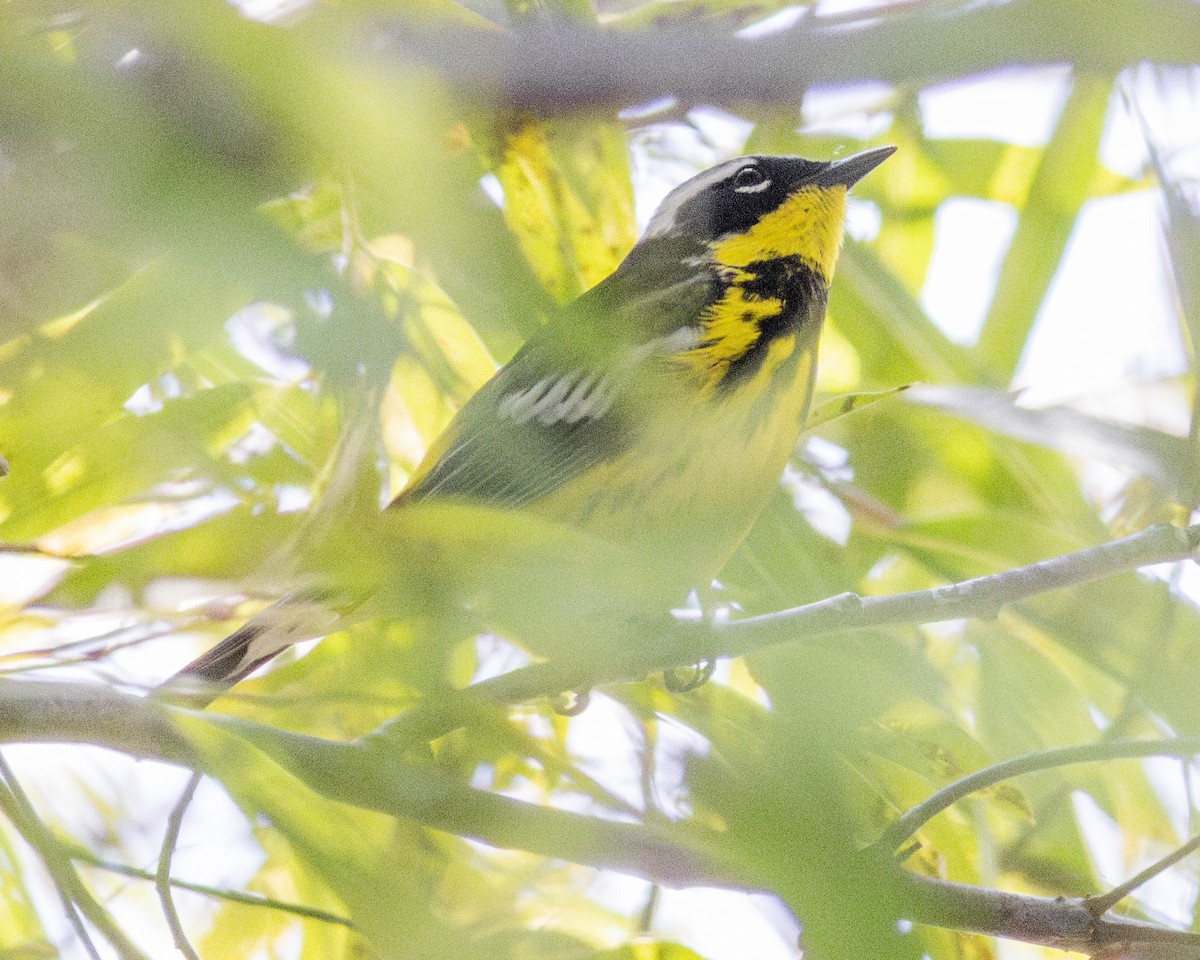 Magnolia Warbler - ML620615097