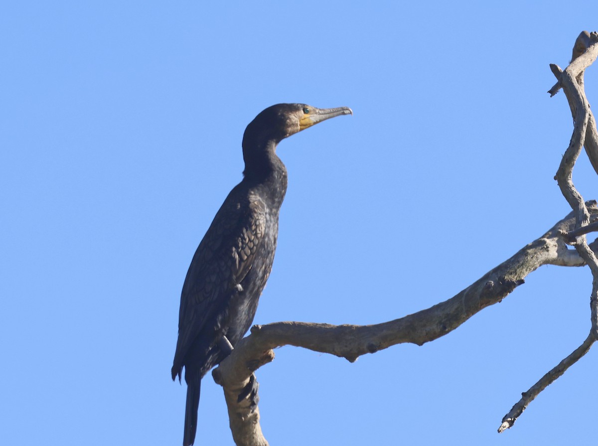 Great Cormorant - ML620615098