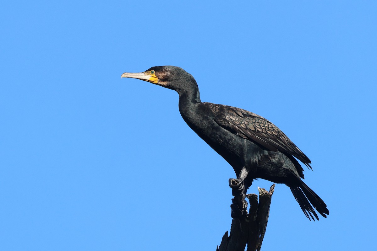 Great Cormorant - ML620615099