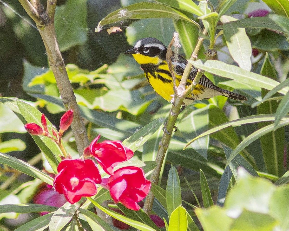 Magnolia Warbler - Steve Abbott