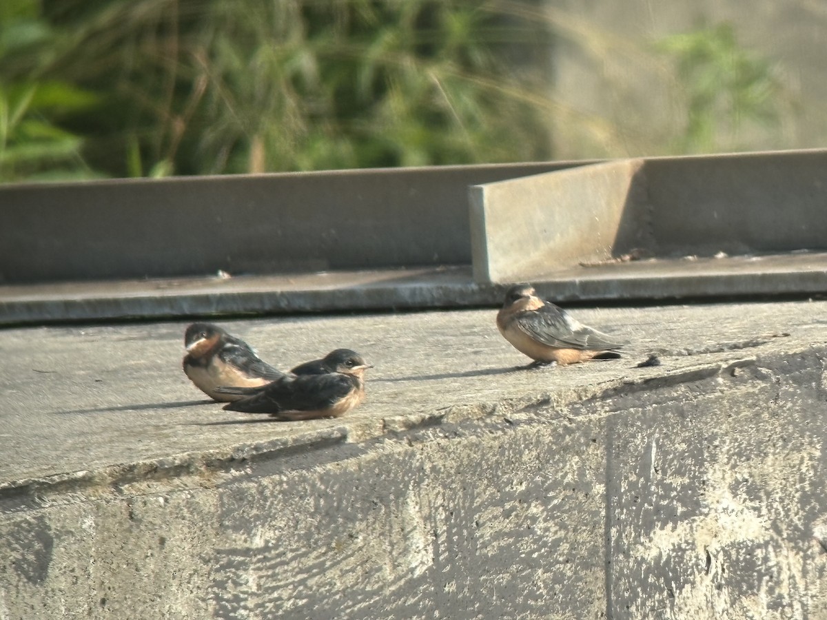 Barn Swallow - ML620615108