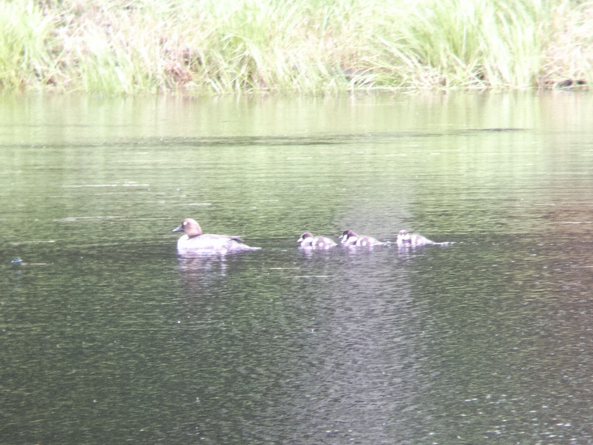 Common Goldeneye - ML620615109