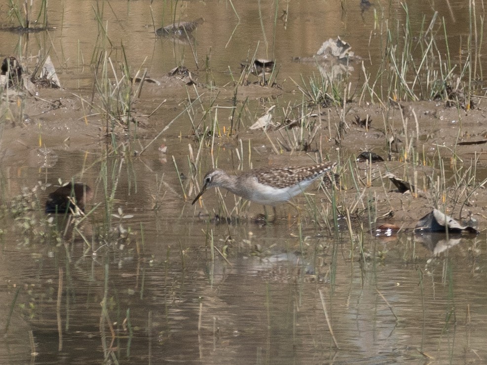 Wood Sandpiper - Kevin McAuliffe