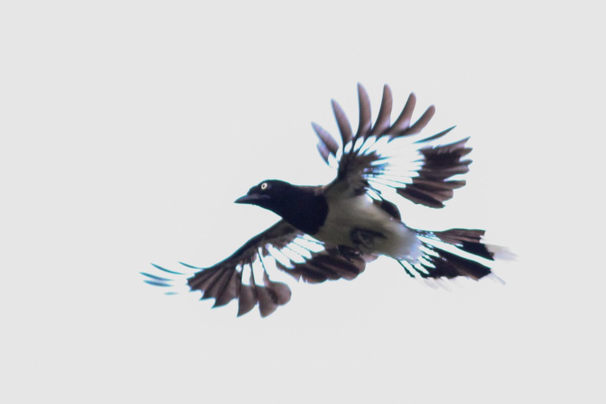 Black-chested Jay - Yaudimar Bermúdez