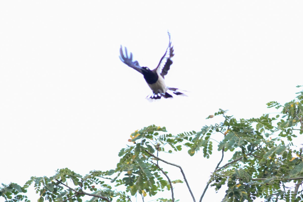 Black-chested Jay - Yaudimar Bermúdez