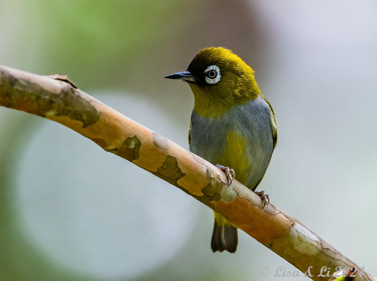 Black-capped White-eye - ML620615124