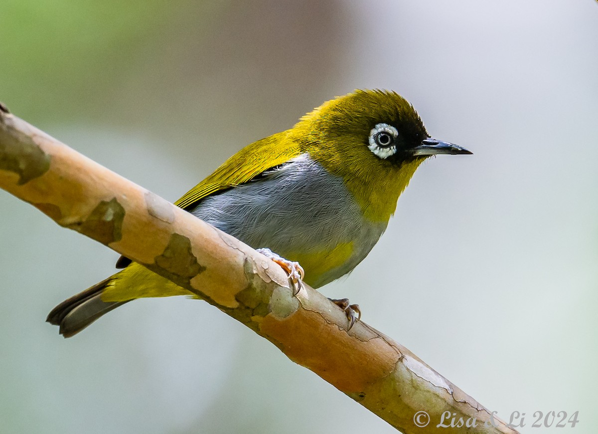 Black-capped White-eye - ML620615125