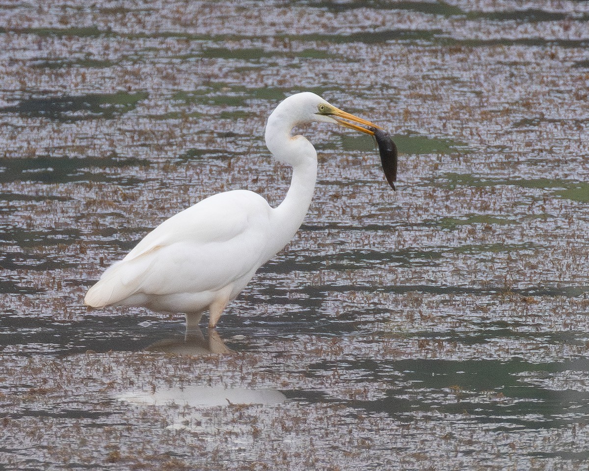 white egret sp. - ML620615132