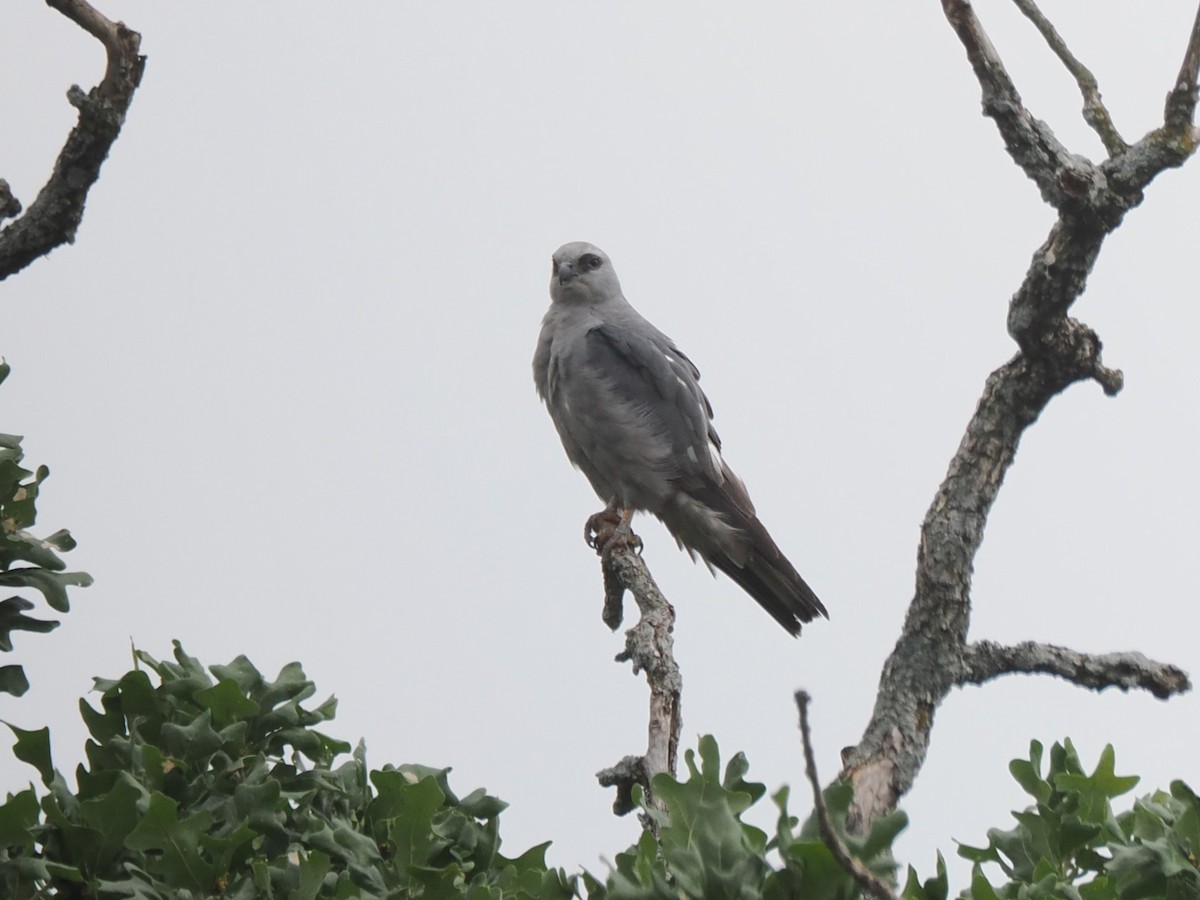 Mississippi Kite - ML620615134