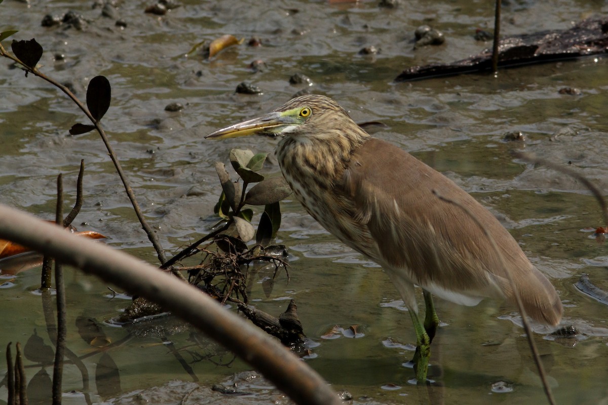 pond-heron sp. - ML620615138