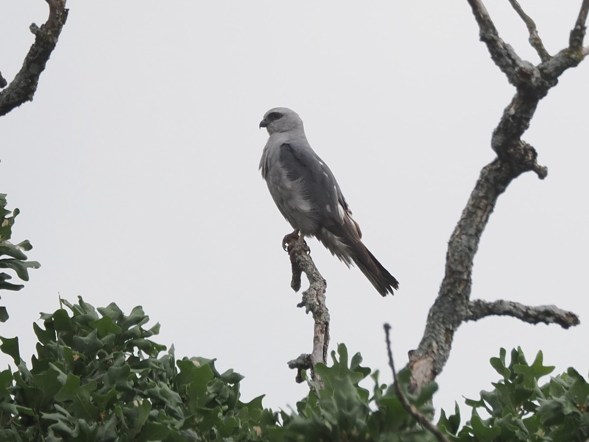 Mississippi Kite - ML620615140