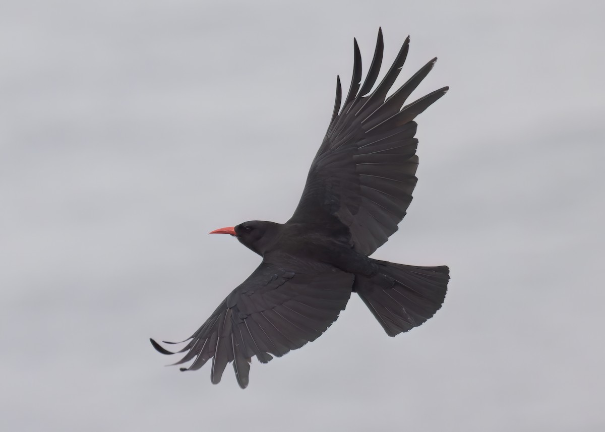 Red-billed Chough - ML620615142